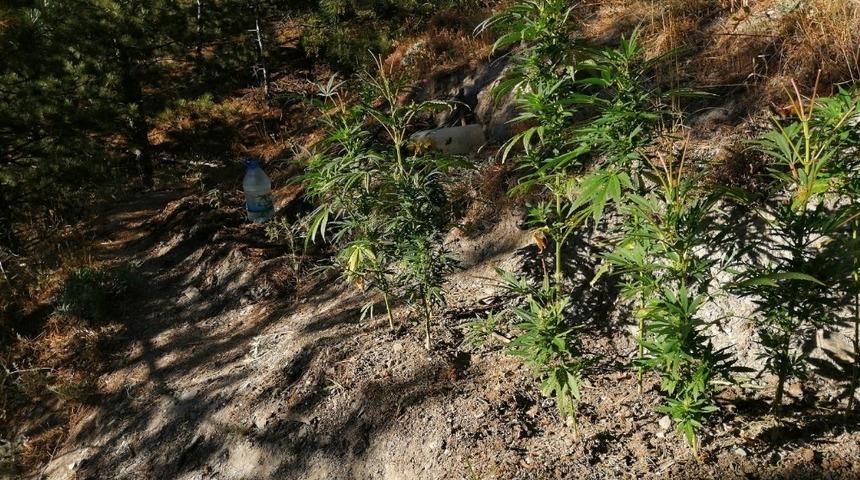 Ormanda kenevir yetiştiren şahıs jandarmaya yakalandı