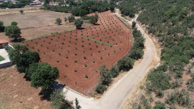 Büyükşehir’den üreticilere alternatif ürün ‘Sakız Ağacı’