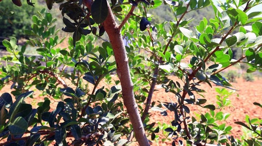 B&uuml;y&uuml;kşehir&rsquo;den &uuml;reticilere alternatif &uuml;r&uuml;n &lsquo;Sakız Ağacı&rsquo;