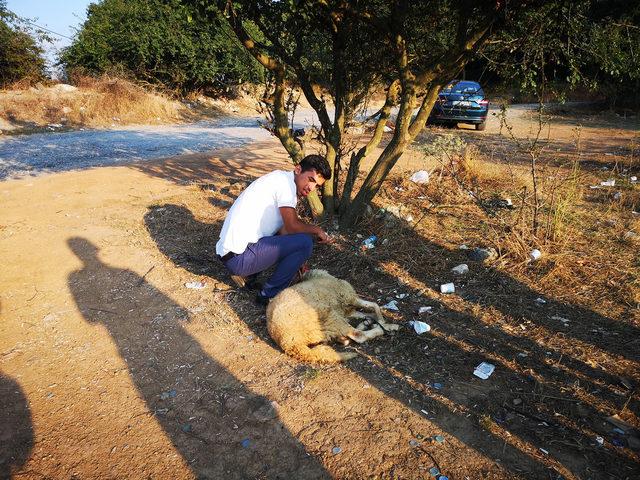 Yakınları serbest kalan Sel kardeşler için kurban kesti