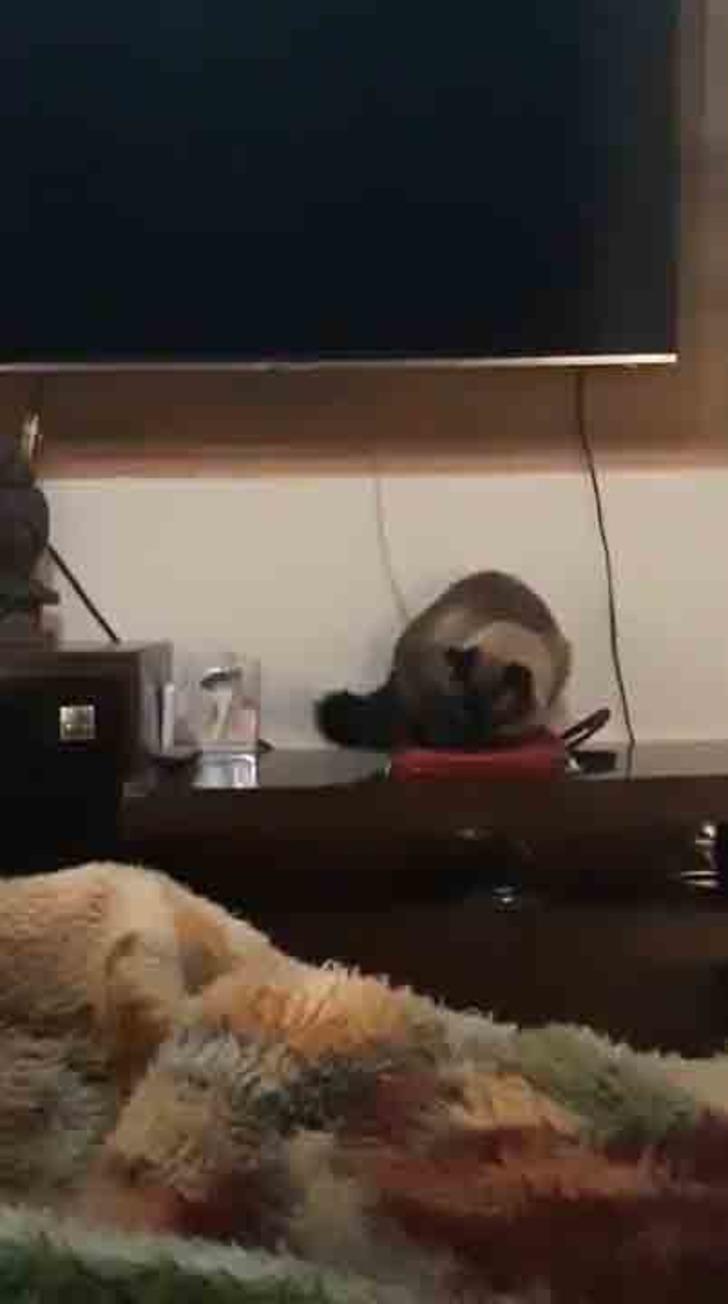 İşe sürekli geç kalıyordu nedeni kedisi çıktı! G1