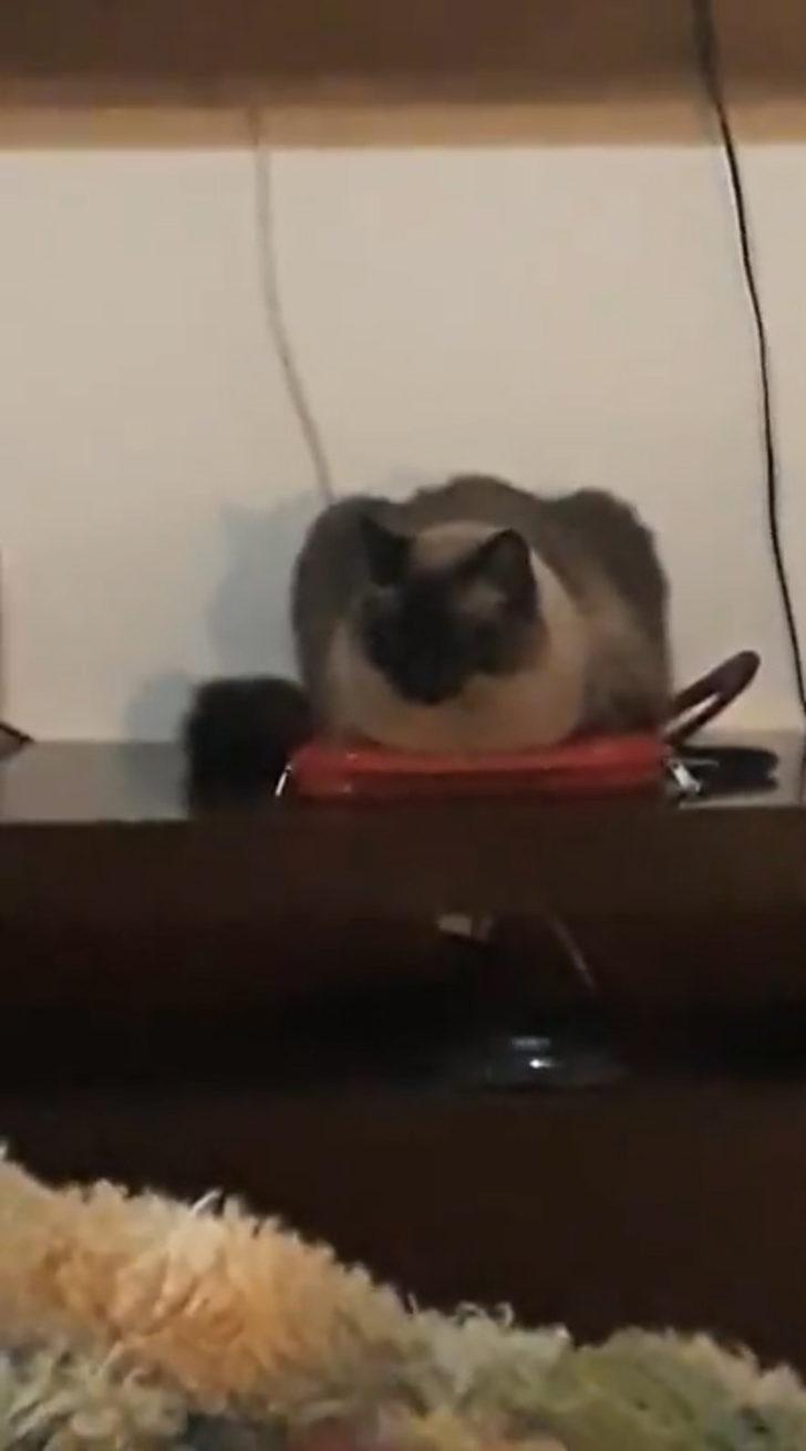 İşe sürekli geç kalıyordu nedeni kedisi çıktı! G2