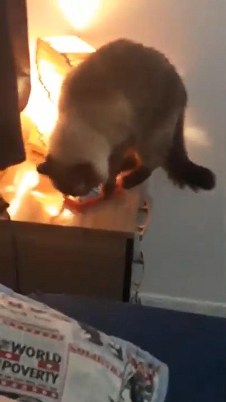 İşe sürekli geç kalıyordu nedeni kedisi çıktı! G3