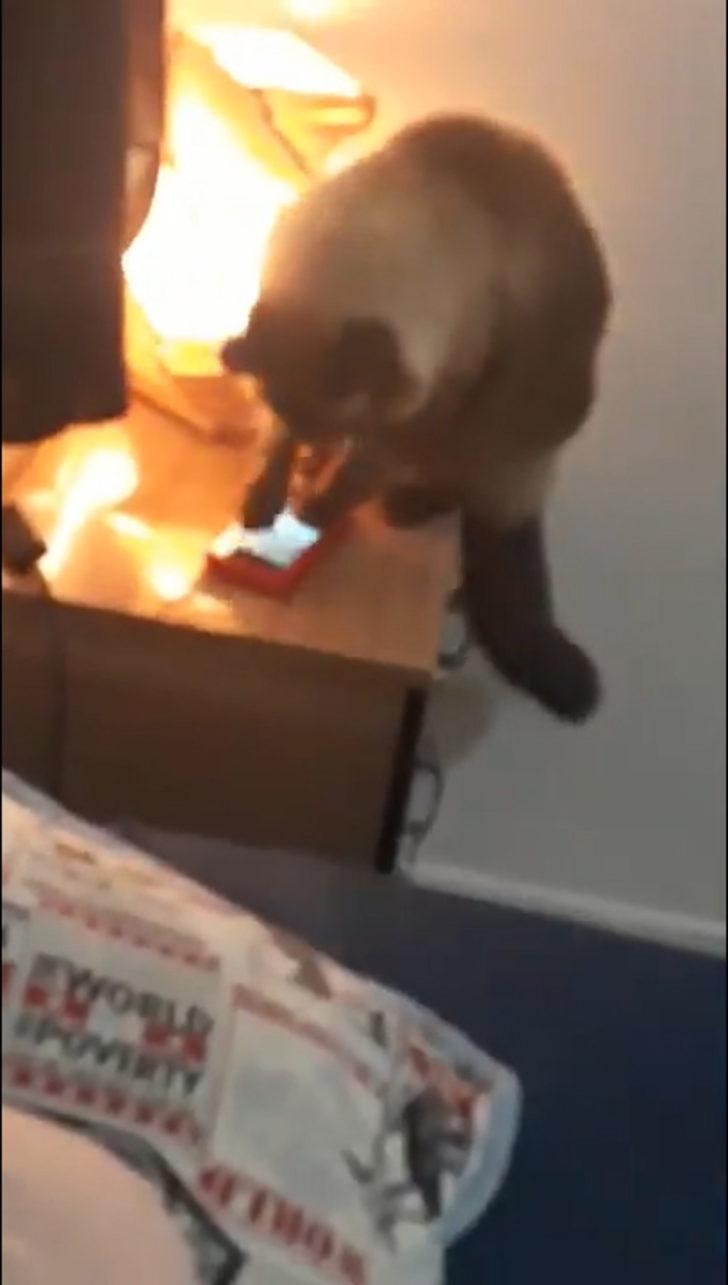 İşe sürekli geç kalıyordu nedeni kedisi çıktı! G4