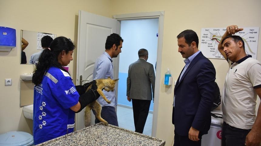 Yaralı tilki tedavi altına alındı