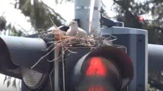 Çorum'da trafik lambasının üzerine yuva yapan kumru görenleri şaşırttı