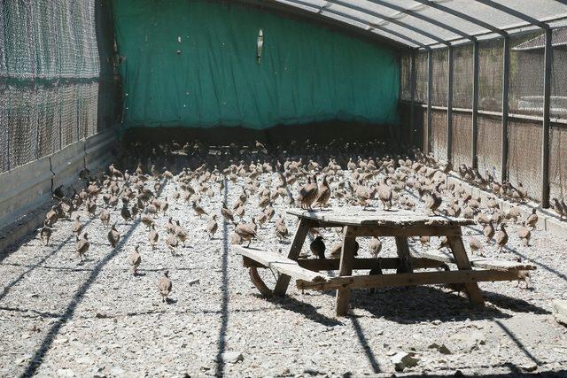 Yozgat’ta yetiştirilen keklikler birçok ilde doğaya salınacak