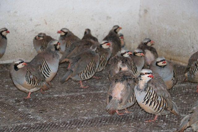 Yozgat’ta yetiştirilen keklikler birçok ilde doğaya salınacak