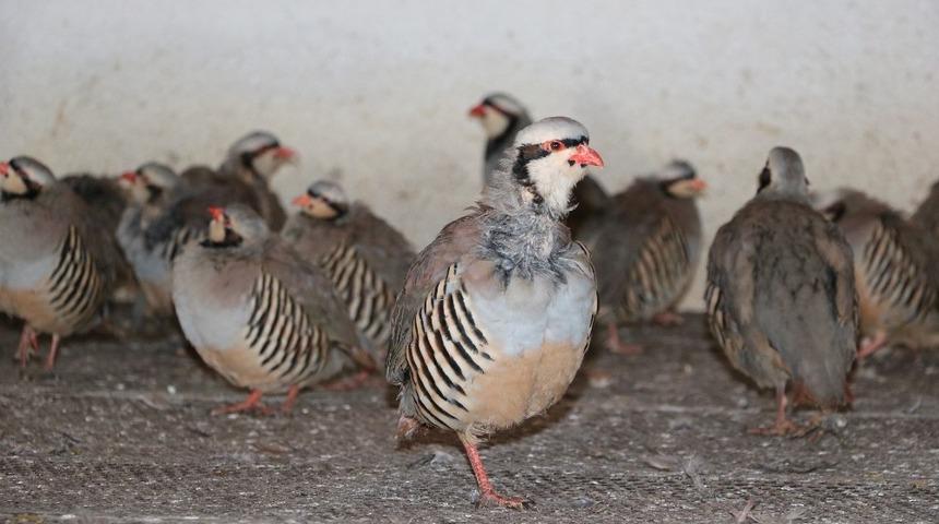Yozgat&rsquo;ta yetiştirilen keklikler bir&ccedil;ok ilde doğaya salınacak