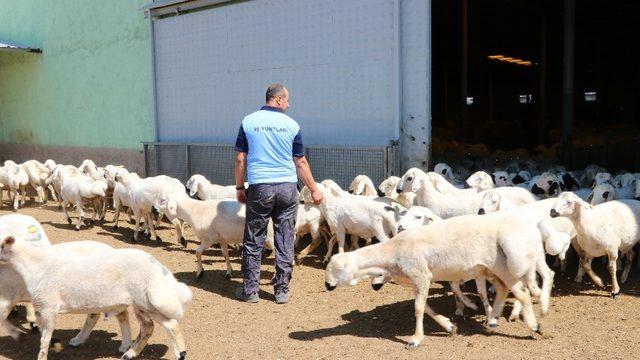 Mahkumların yetiştirdiği kurbanlıklar Niğde ve Ankara’da satılıyor