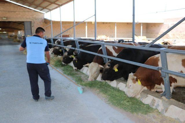 Mahkumların yetiştirdiği kurbanlıklar Niğde ve Ankara’da satılıyor