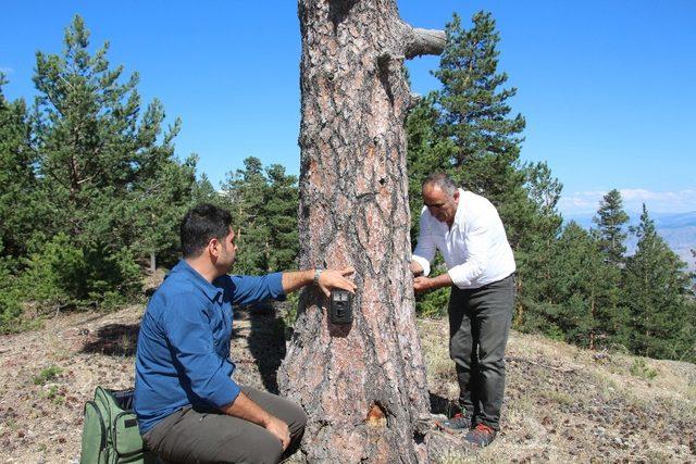 Erzurum’da yaban hayatı fotokapan ile görüntülendi