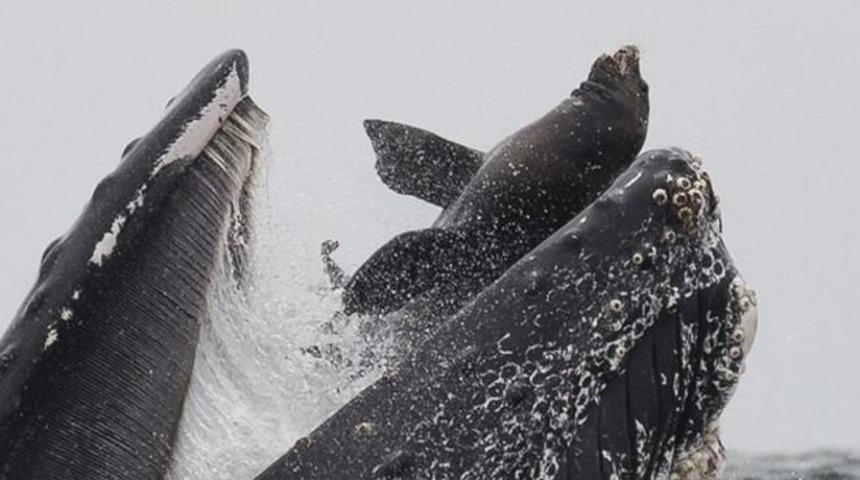 Balinanın deniz aslanını 'yutma' anı g&ouml;r&uuml;nt&uuml;lendi