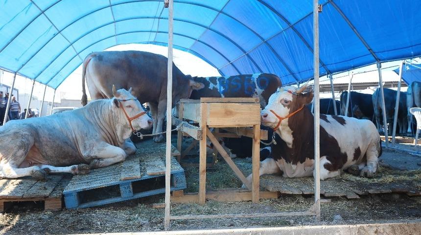 Sincan&rsquo;da Kurban Bayramı hazırlıkları tamamlandı
