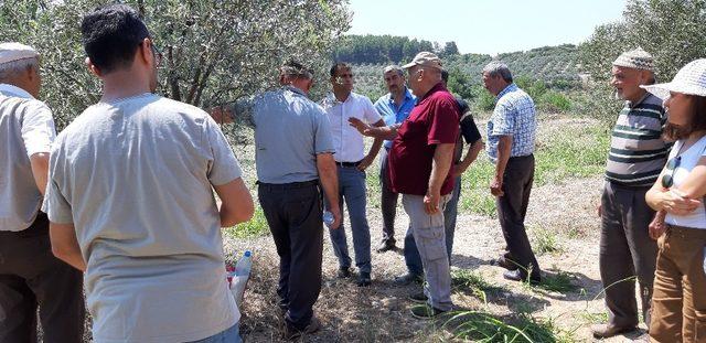 Kafaca’da zeytin sineği ile kitlesel mücadele