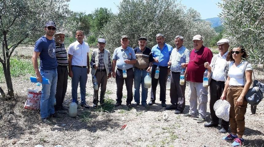 Kafaca&rsquo;da zeytin sineği ile kitlesel m&uuml;cadele