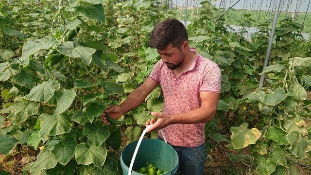 Seyitgazi’de yetiştirilen ürünler tezgaha düştü