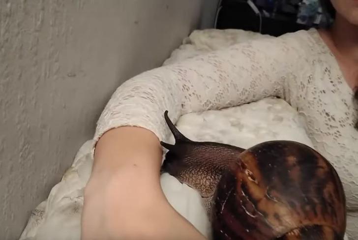 Şaşkına çeviriyor! Evde Afrika salyangozu beslemek kimin aklına gelir? G1