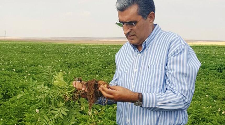 Konya Şeker’den patates üreticilerine hasat öncesi bakım avansı