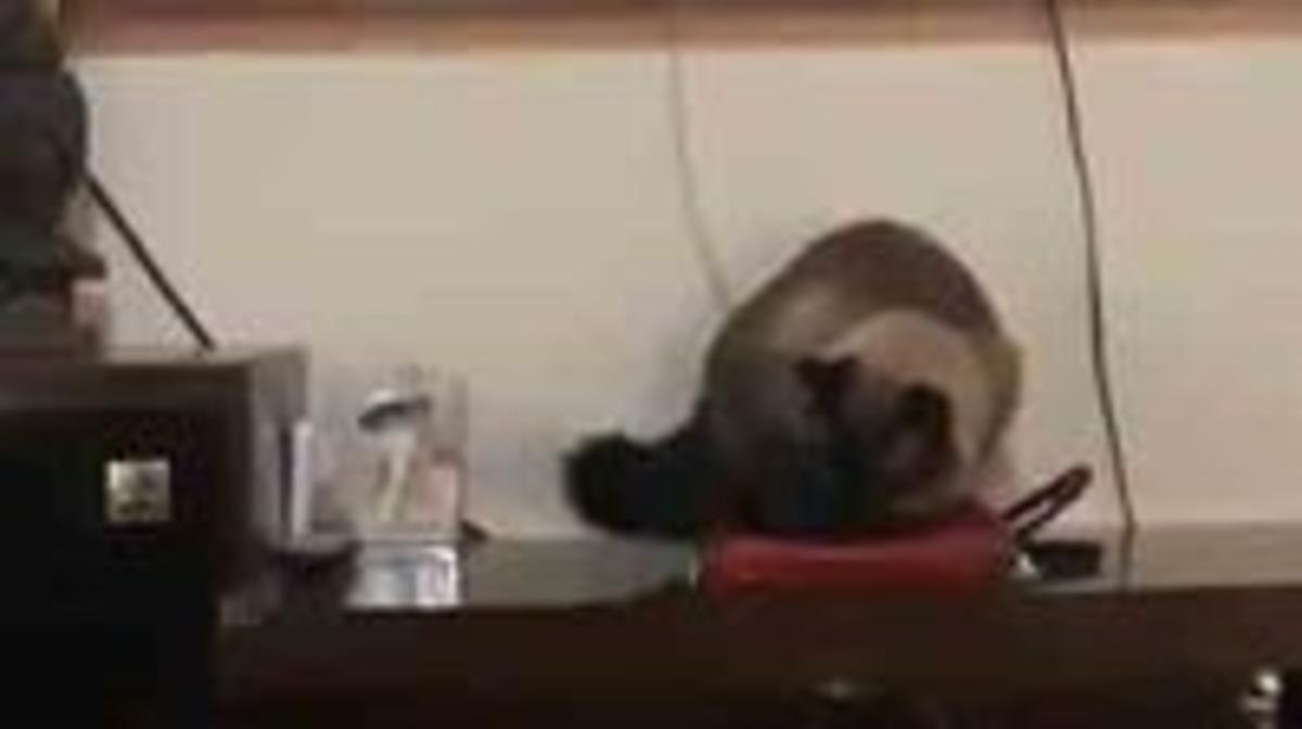 İşe s&uuml;rekli ge&ccedil; kalıyordu nedeni kedisi &ccedil;ıktı!