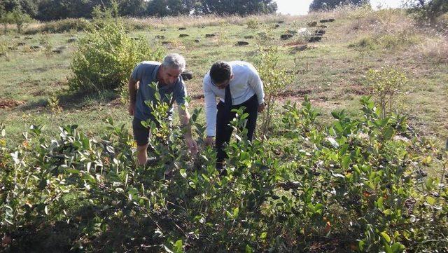 Yalova’da aronya üretimi artıyor