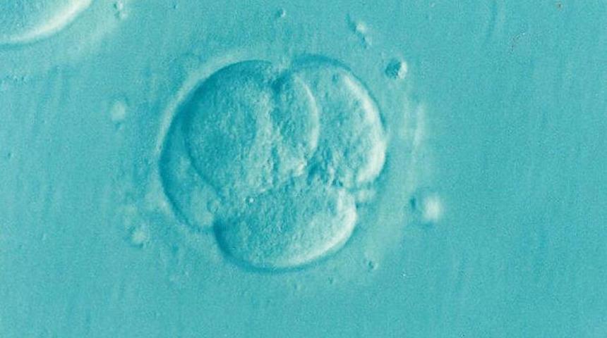 Dünyada bir ilk! İnsan-hayvan embriyo deneyine izin