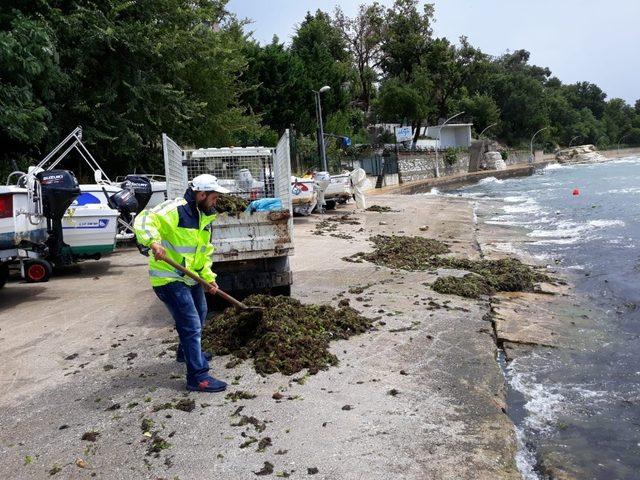 Kandıra sahillerinden 10 kamyon yosun toplandı