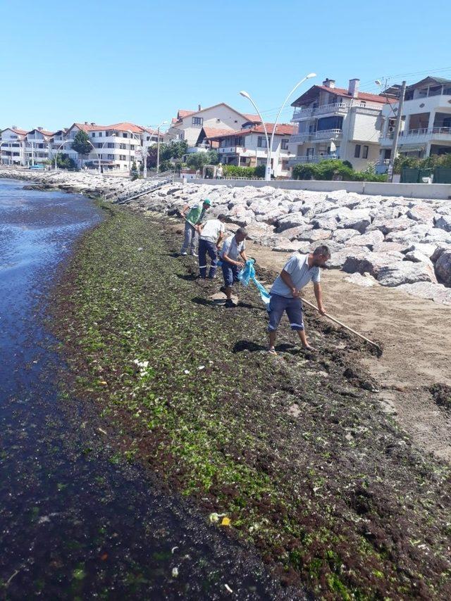 Kandıra sahillerinden 10 kamyon yosun toplandı