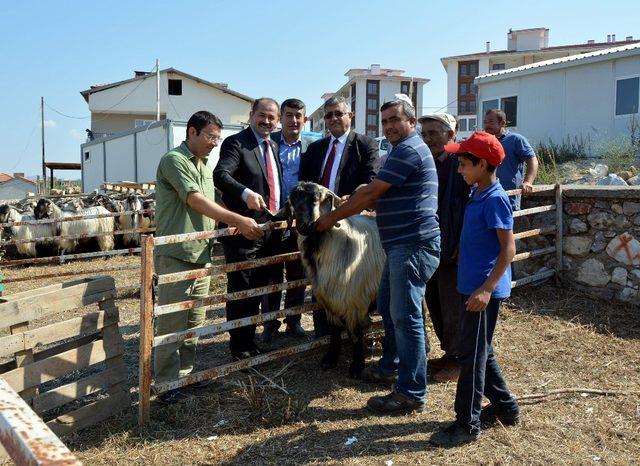 Orhaneli hayvan pazarında hareketlilik başladı