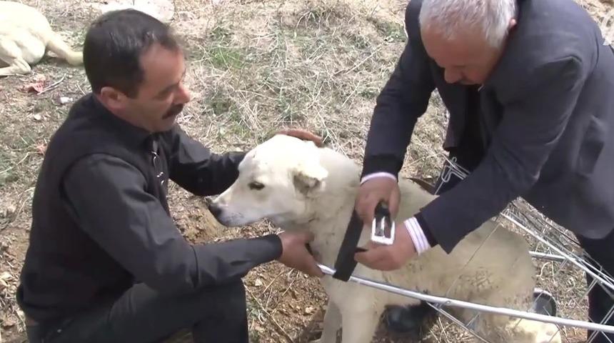 Yaralı Sokak Köpeğine Pazar Arabasından Yürüteç Yapan Aslan Yürekli Abimiz