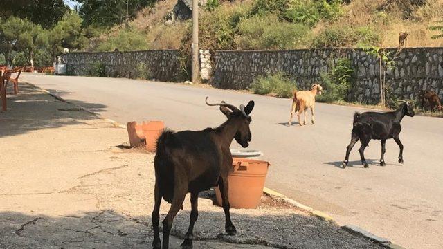 Sevimi keçiler kafeyi bastı