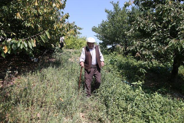 Bu tarladaki sebze ve meyveler 22 yıldır ücretsiz