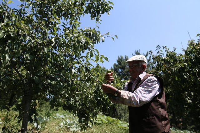 Bu tarladaki sebze ve meyveler 22 yıldır ücretsiz