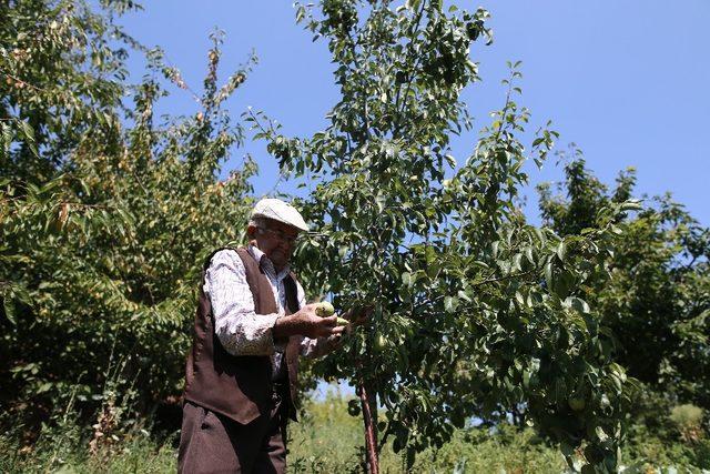 Bu tarladaki sebze ve meyveler 22 yıldır ücretsiz