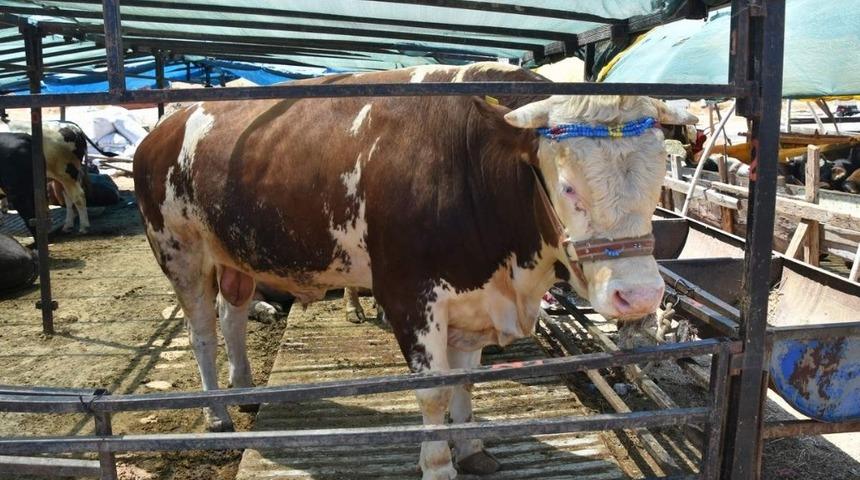 Kurbanlık kesim fiyatları a&ccedil;ıklandı