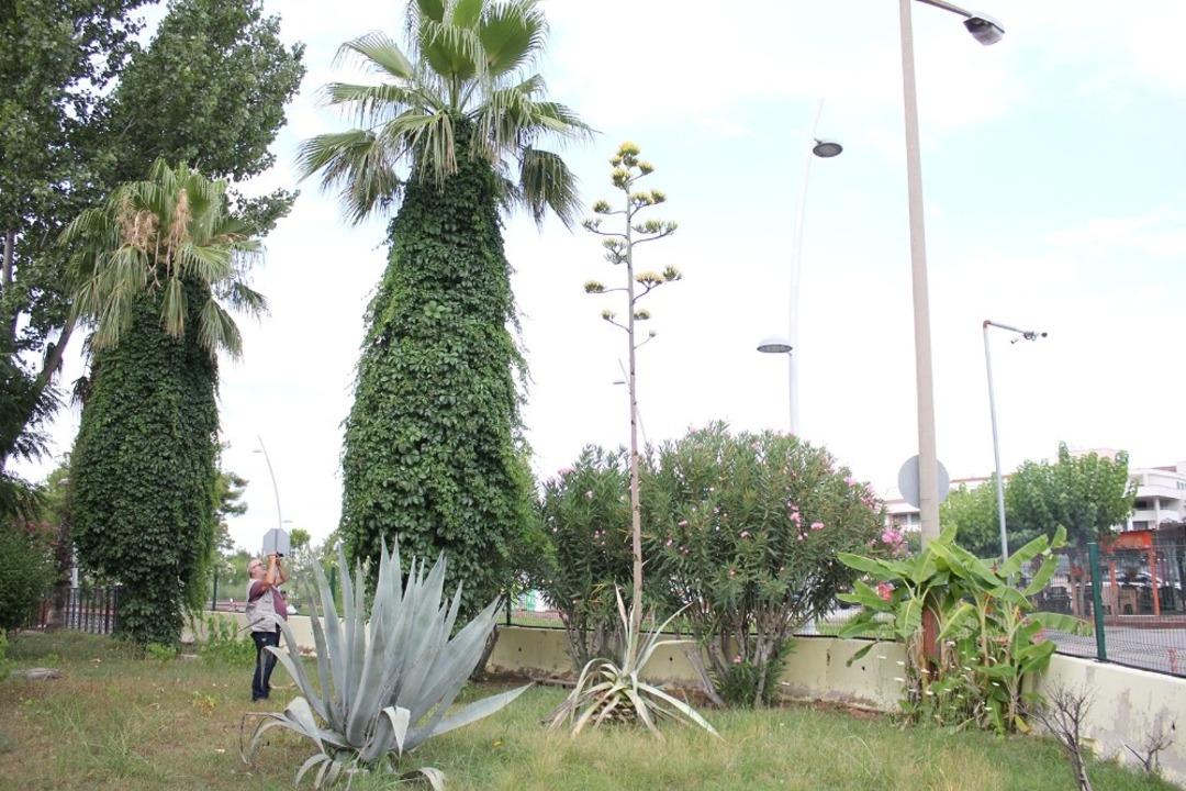 Agave bitkisi 30 yıl sonra &ccedil;i&ccedil;ek a&ccedil;tı