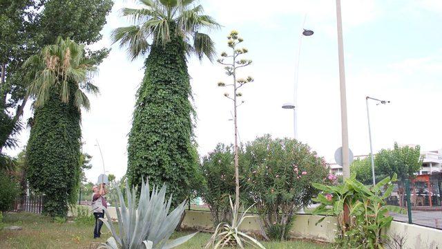 Agave bitkisi 30 yıl sonra çiçek açtı