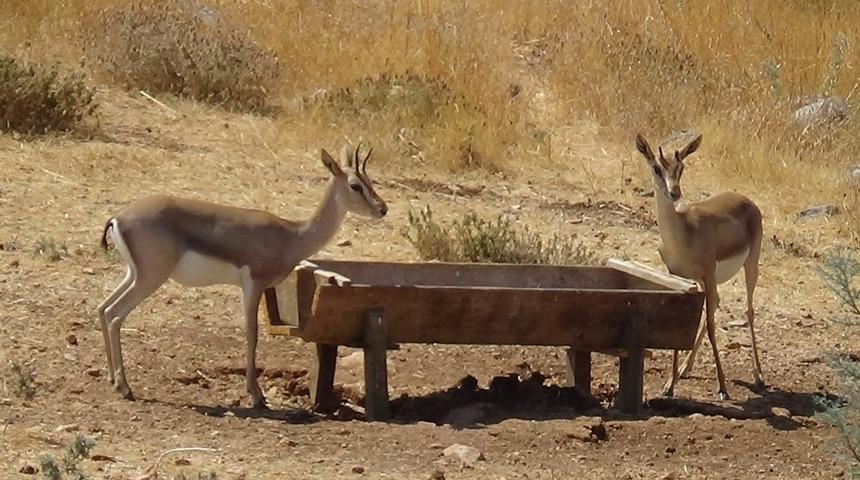 Yayman&rsquo;dan dağ ceylanları &uuml;reme istasyonunda inceleme