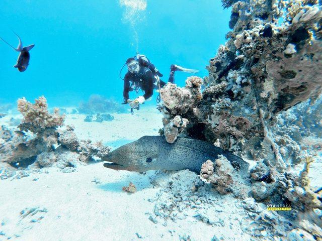 Mersinli dalgıçlar, Kızıldeniz’in büyülü dünyasına daldı