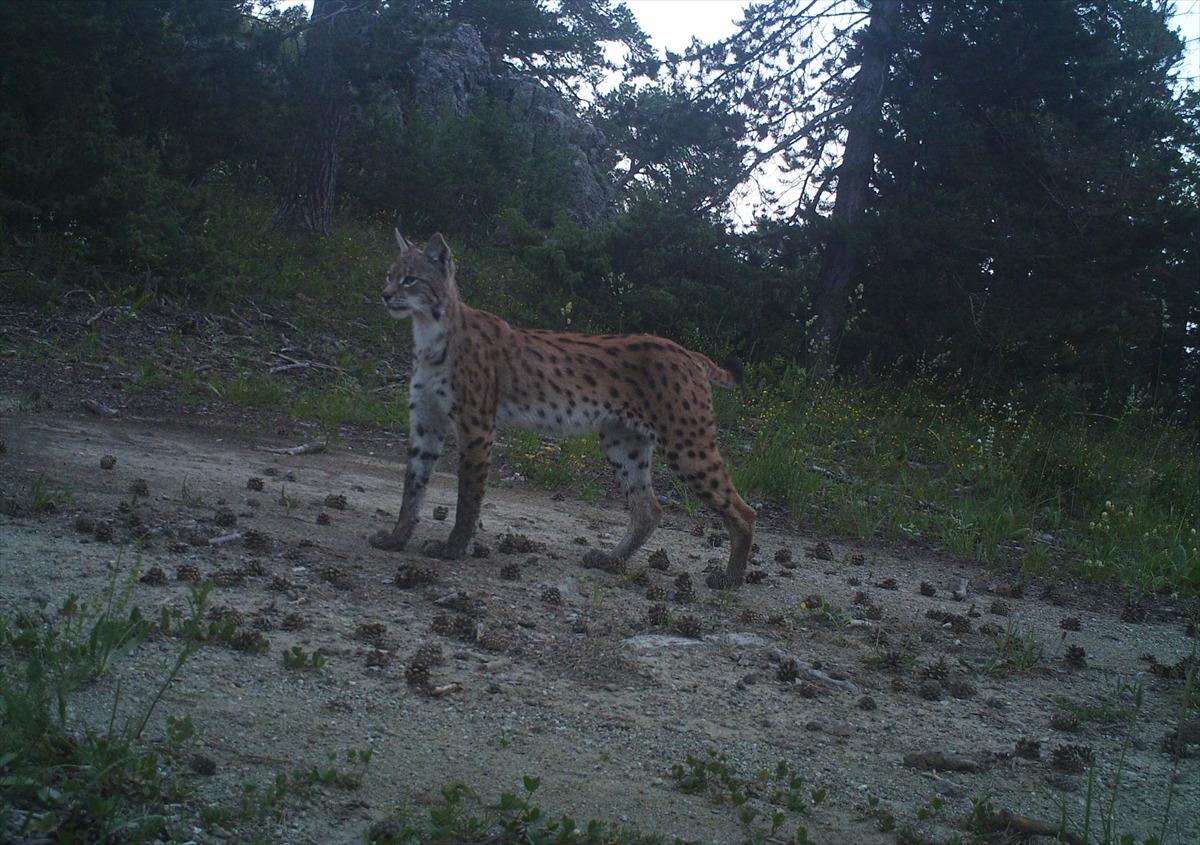 Yabani hayvanlar fotokapana yansıdı