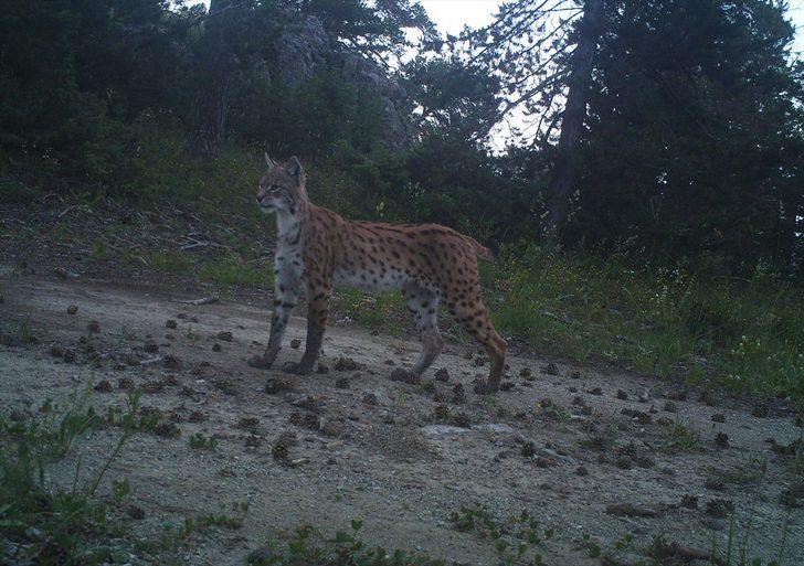 Yabani hayvanlar fotokapana yansıdı G1
