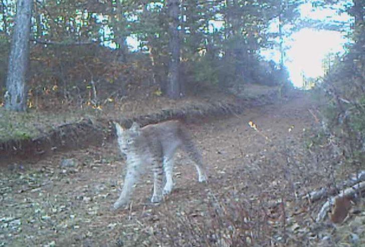 Yabani hayvanlar fotokapana yansıdı G2