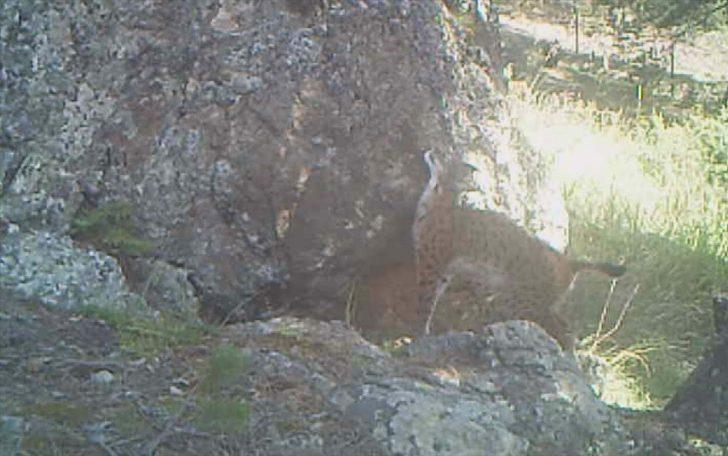 Yabani hayvanlar fotokapana yansıdı G3