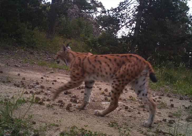 Yabani hayvanlar fotokapana yansıdı G5