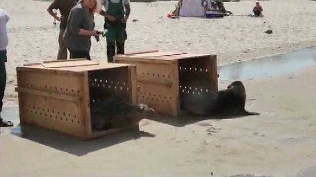 Kurtarılan fok balıkları, denize böyle salındı