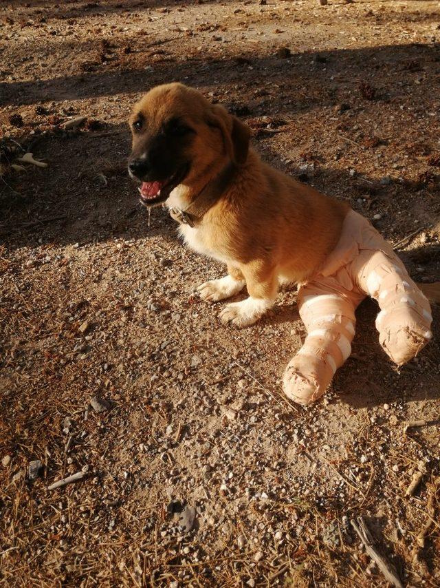 Yaralı yavru köpeğe belediye sahip çıktı