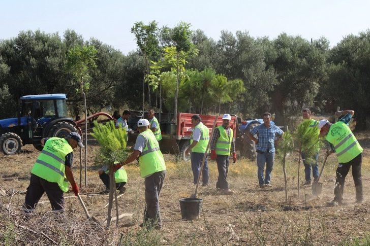 Başkan Dutlulu ‘Daha yeşil bir Akhisar’ için kolları sıvadı G2