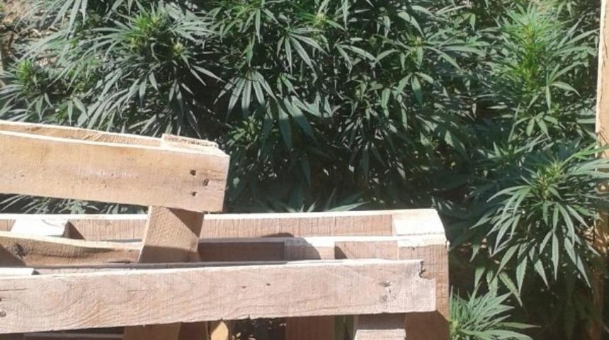 Bah&ccedil;esinde Hint keneviri yetiştiren şahıs g&ouml;zaltında