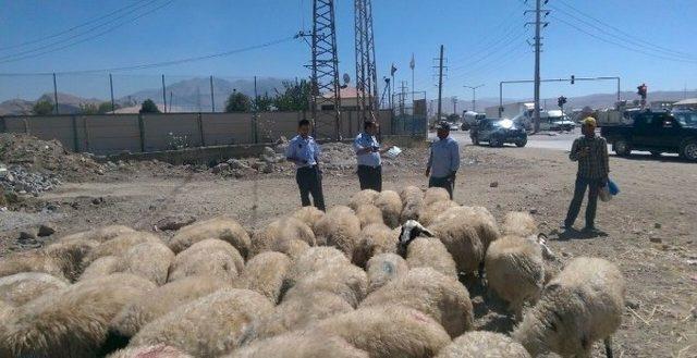 Tuşba Belediyesi kurban satış ve kesim noktalarını belirledi