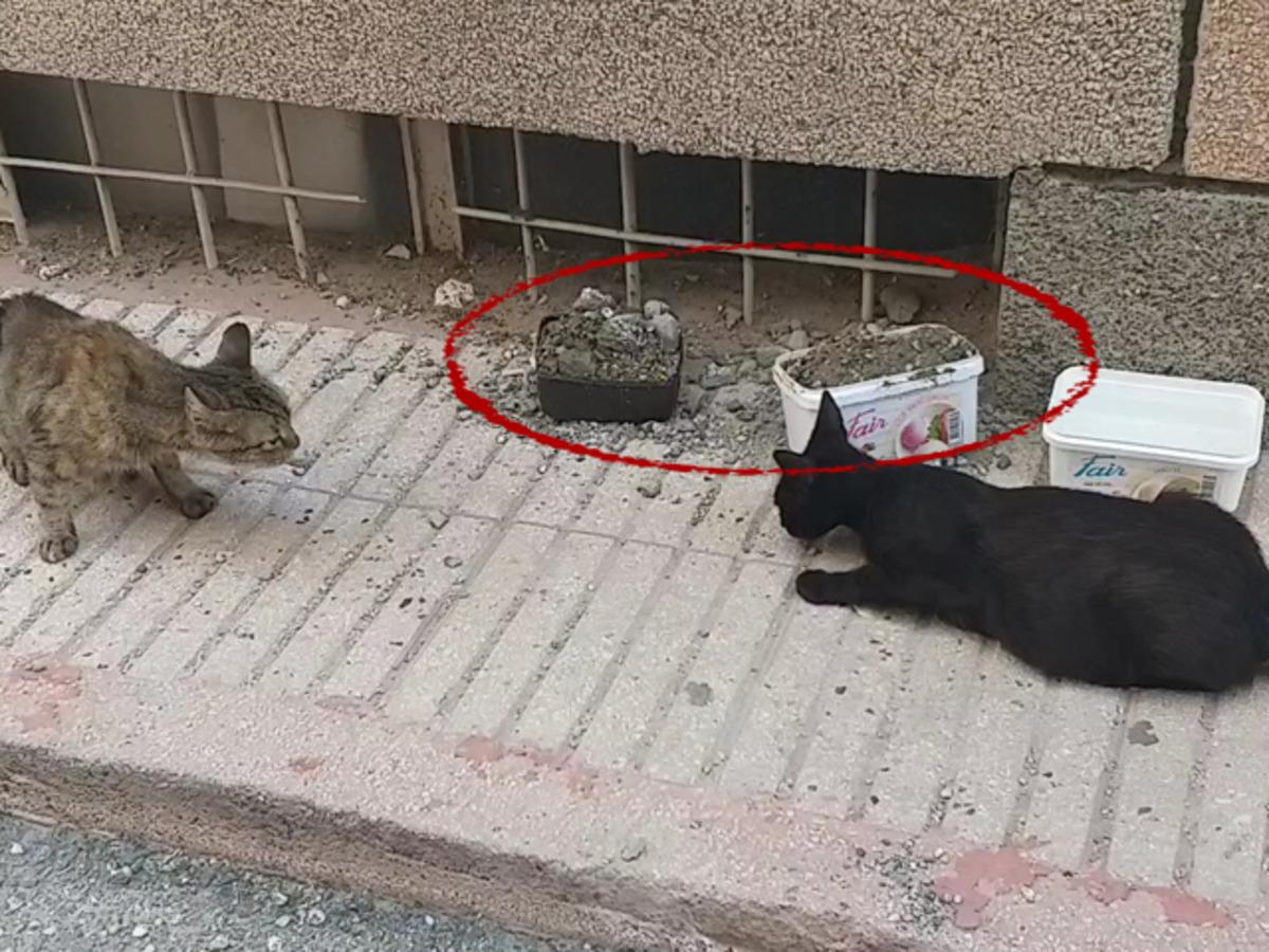 Edirne'de hayvanların su kaplarını molozla doldurdular